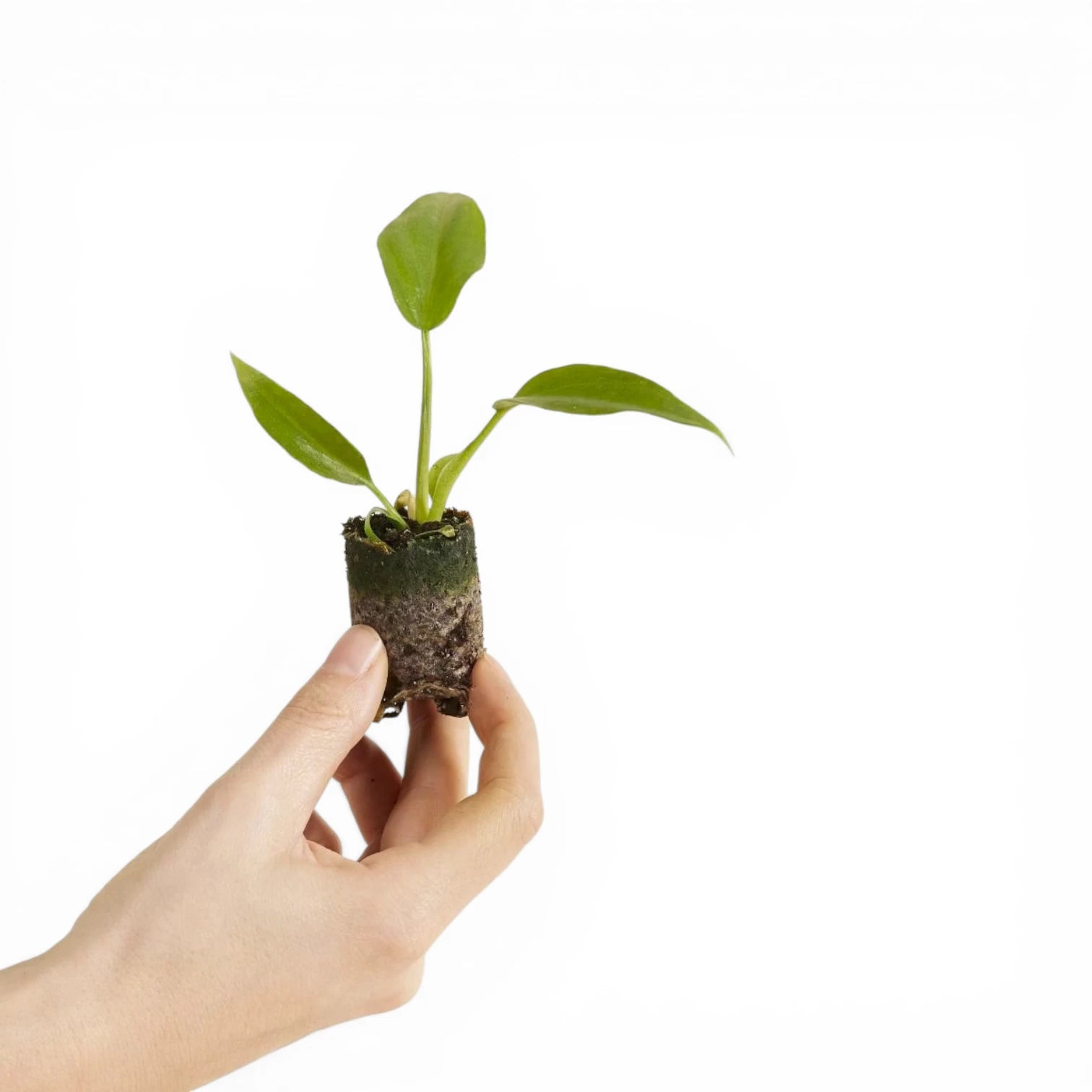 Philodendron radiatum potted plant in nursery pot on white background.