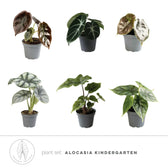 Pflanzenset : Alocasia Kindergarten Hauptproduktfoto vor weißem Hintergrund.