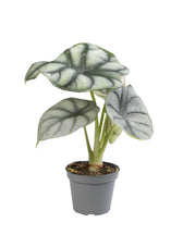 Pflanzenset : Alocasia Kindergarten vor weißem Hintergrund, Produktfoto 2.