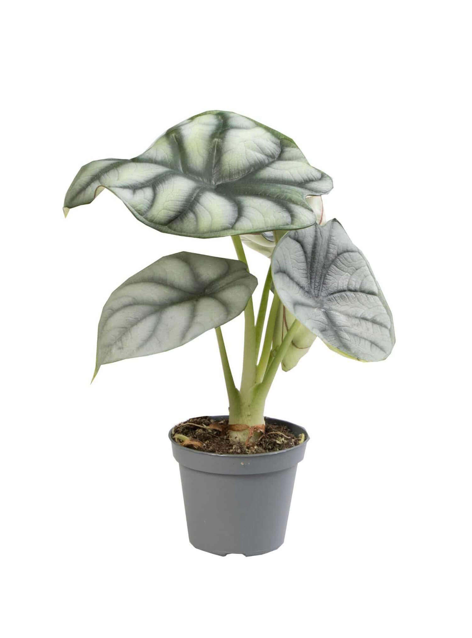 Pflanzenset : Alocasia Kindergarten vor weißem Hintergrund, Produktfoto 2.