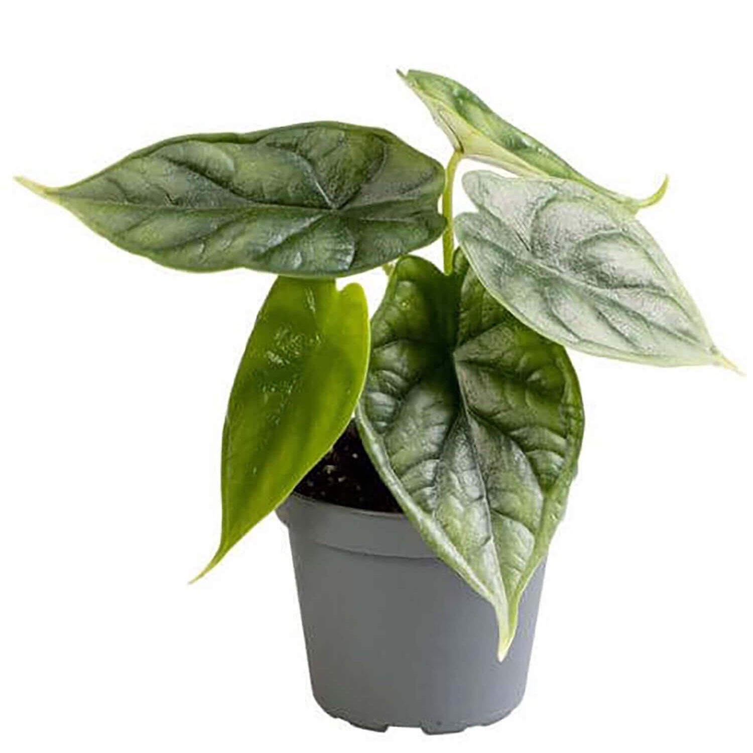 Pflanzenset : Alocasia Kindergarten vor weißem Hintergrund, Produktfoto 4.
