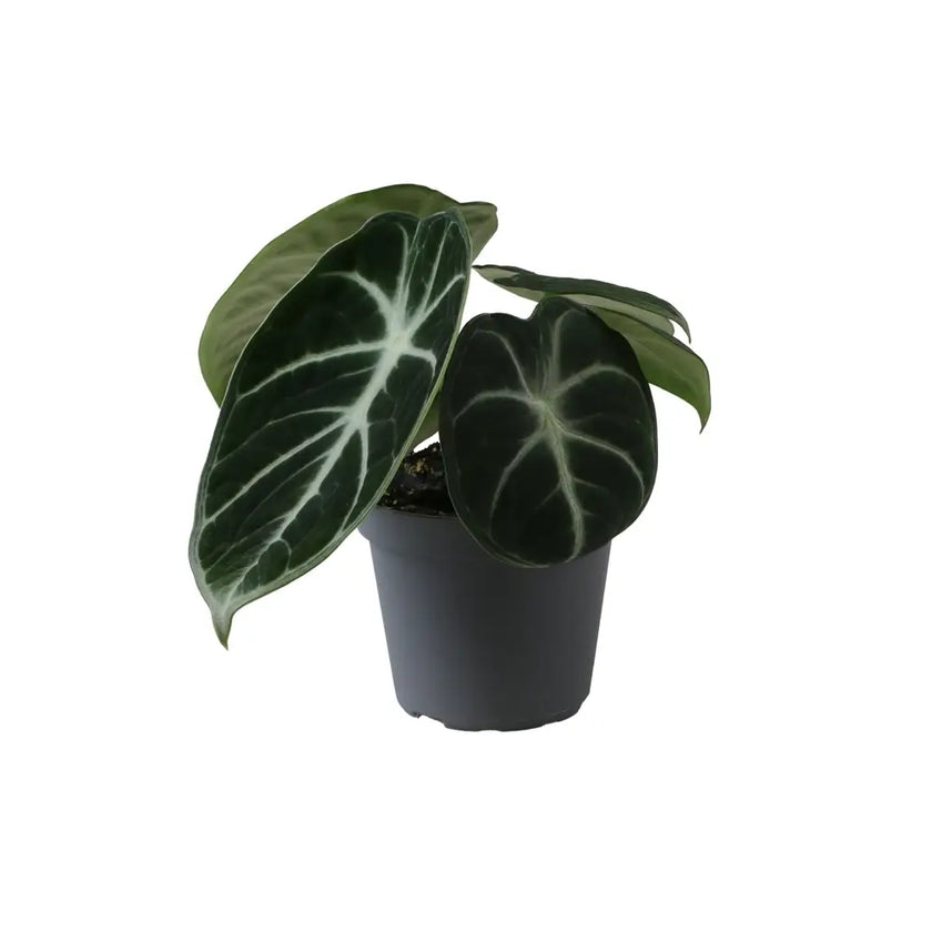 plant set: Alocasia Kindergarten on white background.