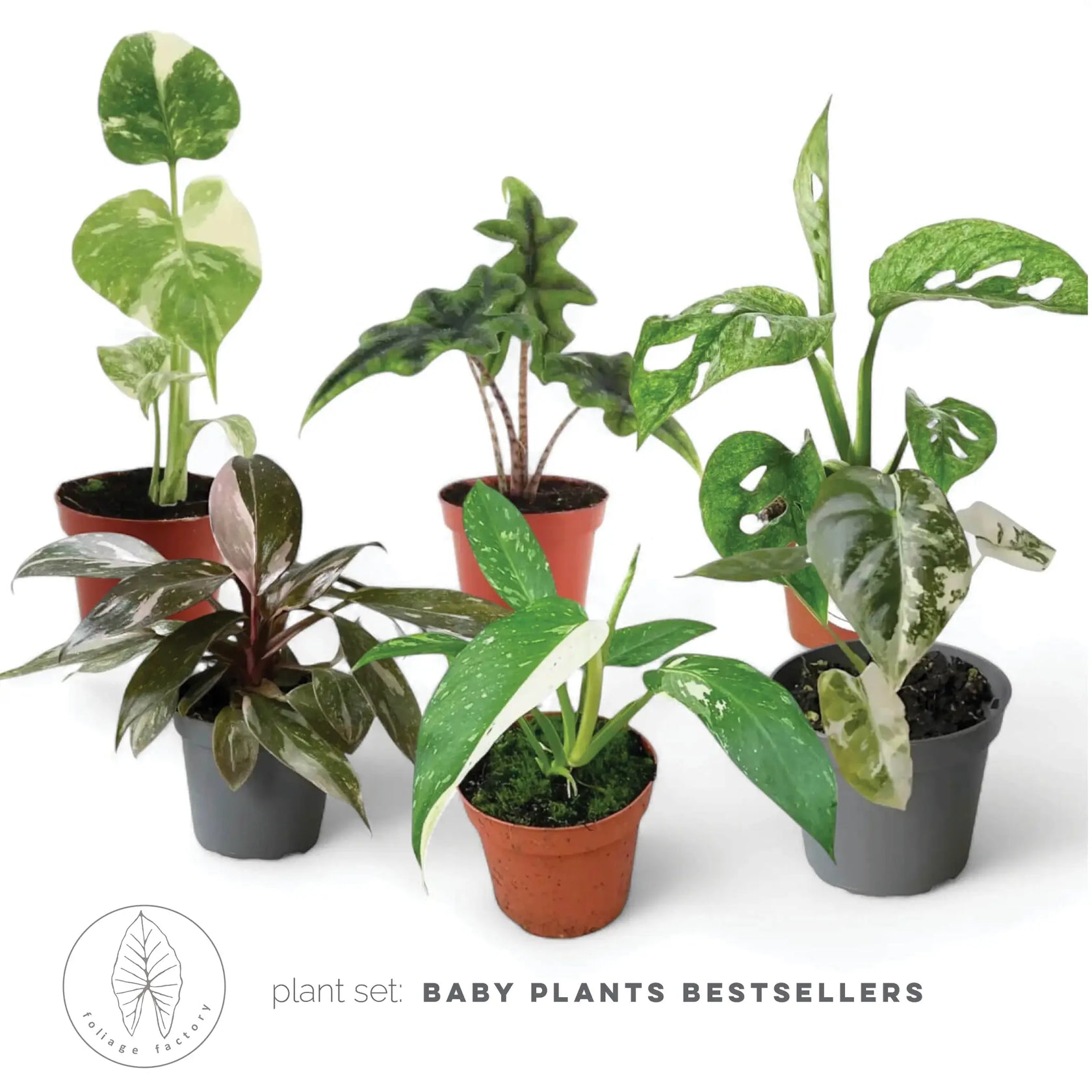 Pflanzenset : Baby Plant Bestsellers – Blattdetail vor weißem Hintergrund..