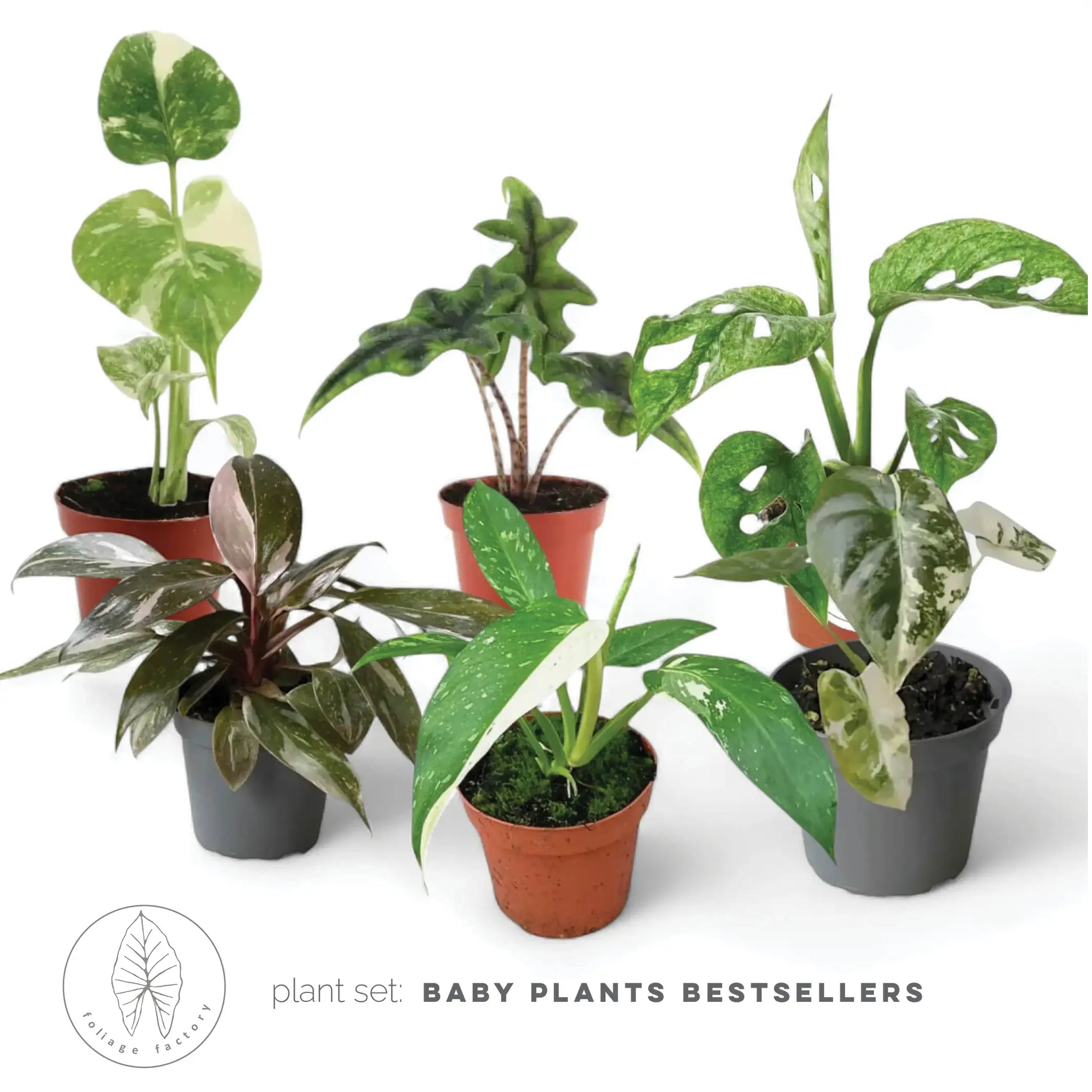 baby plant Baby Plant Bestsellers Plant Set – 6 rare baby plants