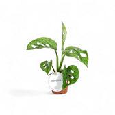 Pflanzenset : Baby Plant Bestsellers Zimmerpflanze im Anzuchttopf vor weißem Hintergrund, Produktfoto 6.