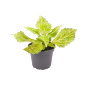 plant set: Crazy Coleus Babies on white background.