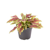 plant set: Crazy Coleus Babies on white background.
