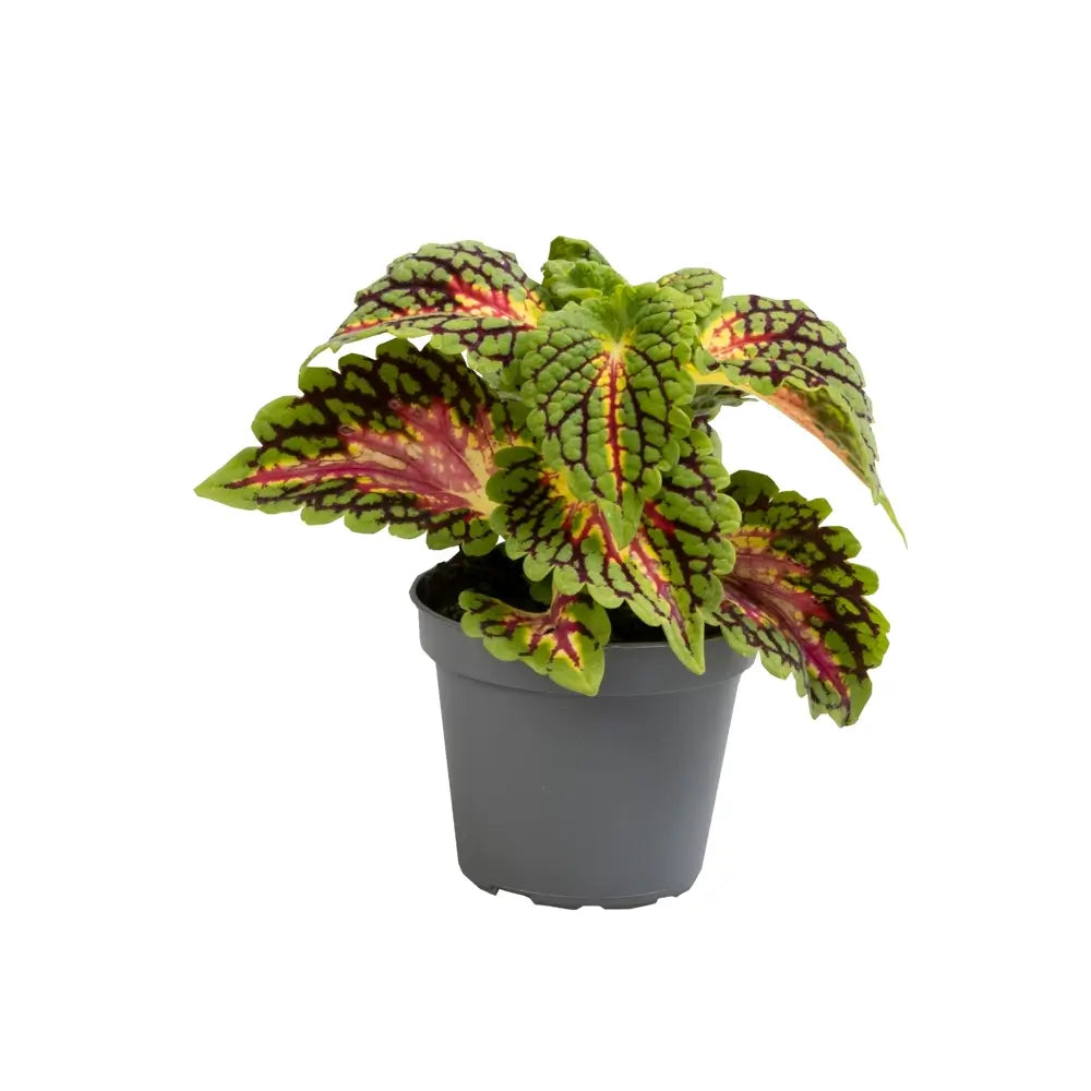 plant set: Crazy Coleus Babies on white background.