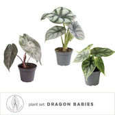 Pflanzenset : Dragon Babies – Blattdetail vor weißem Hintergrund..