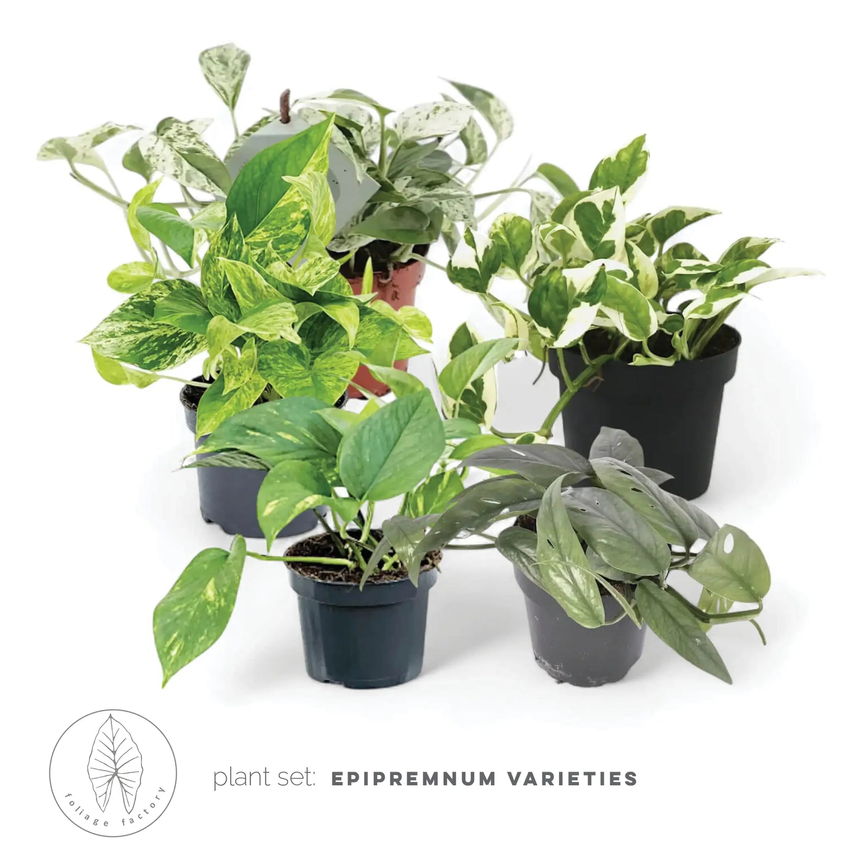 plant set: Epipremnum Varieties leaf detail on white background.