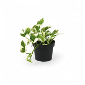 plant set: Epipremnum Varieties potted plant in nursery pot on white background.