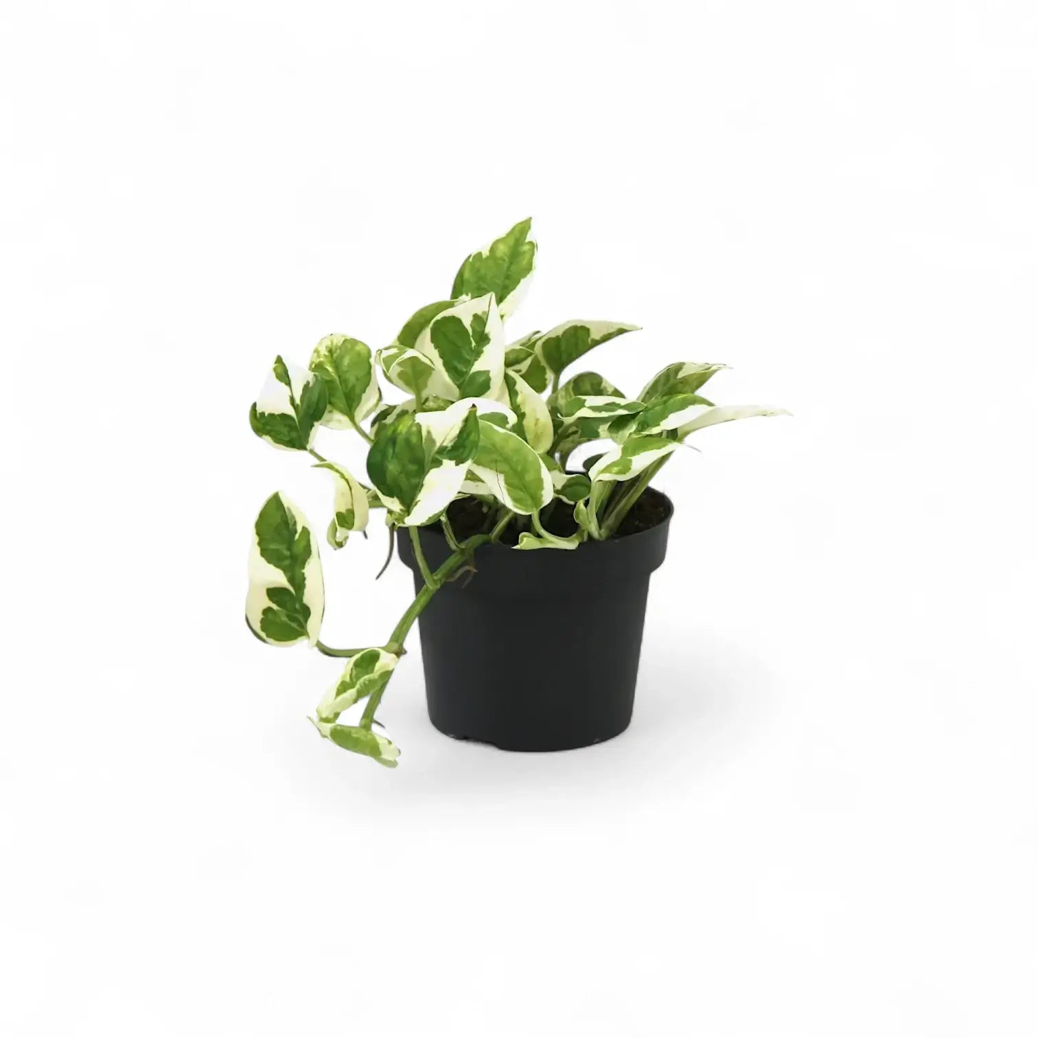 plant set: Epipremnum Varieties potted plant in nursery pot on white background.