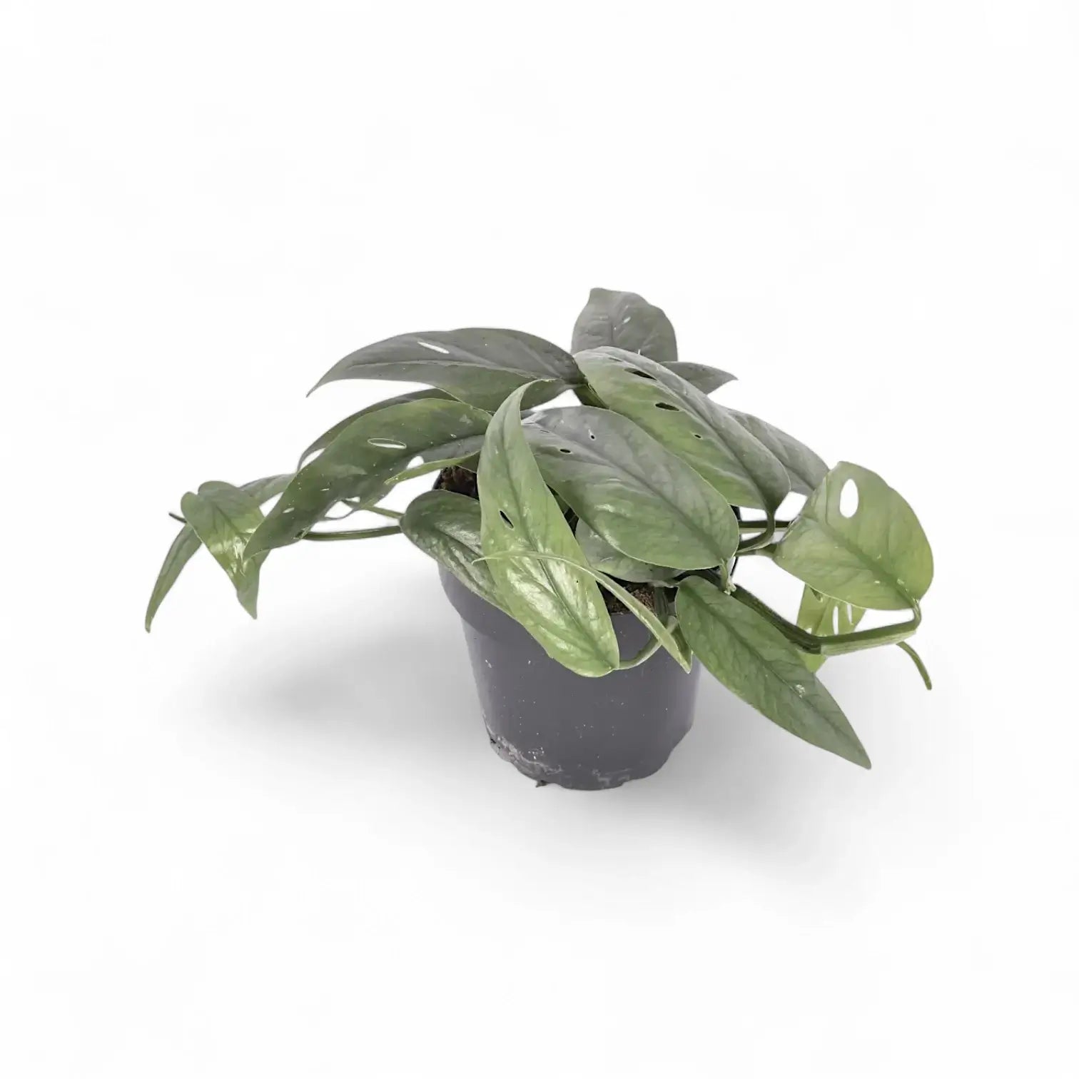 plant set: Epipremnum Varieties potted plant in nursery pot on white background.
