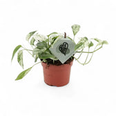 plant set: Epipremnum Varieties potted plant in nursery pot on white background.