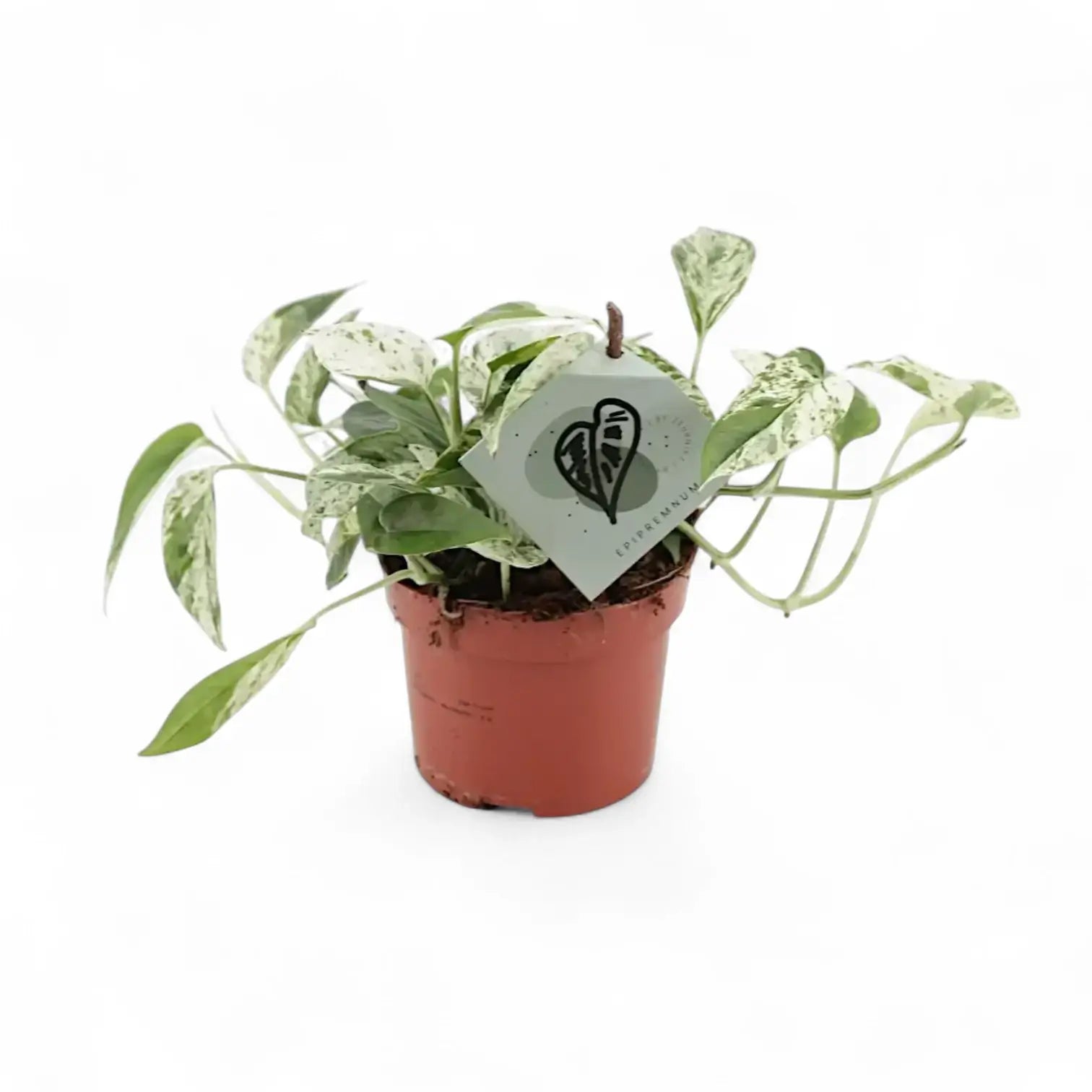plant set: Epipremnum Varieties potted plant in nursery pot on white background.