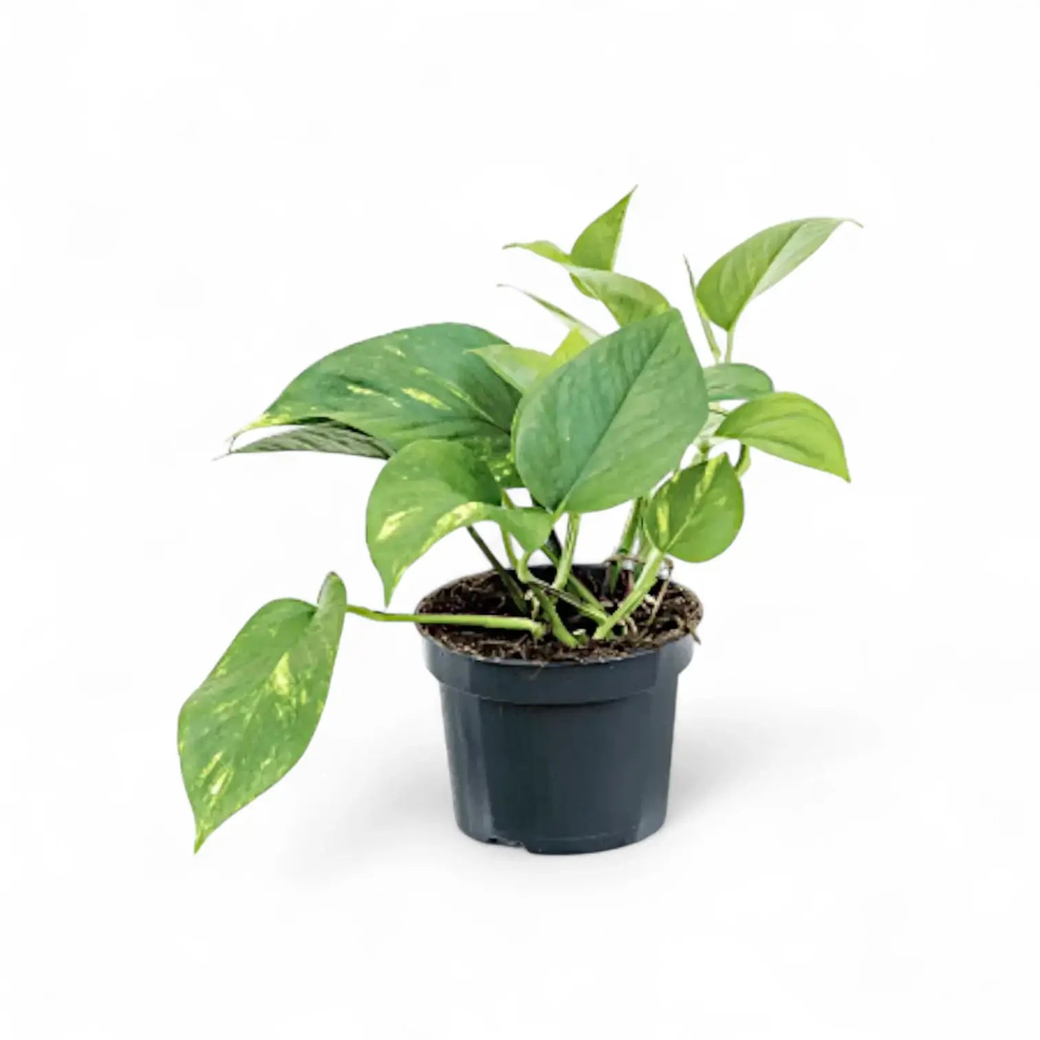 plant set: Epipremnum Varieties potted plant in nursery pot on white background.