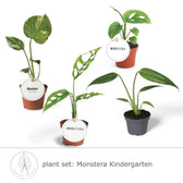 Pflanzenset : Monstera Kindergarten – Blattdetail vor weißem Hintergrund..