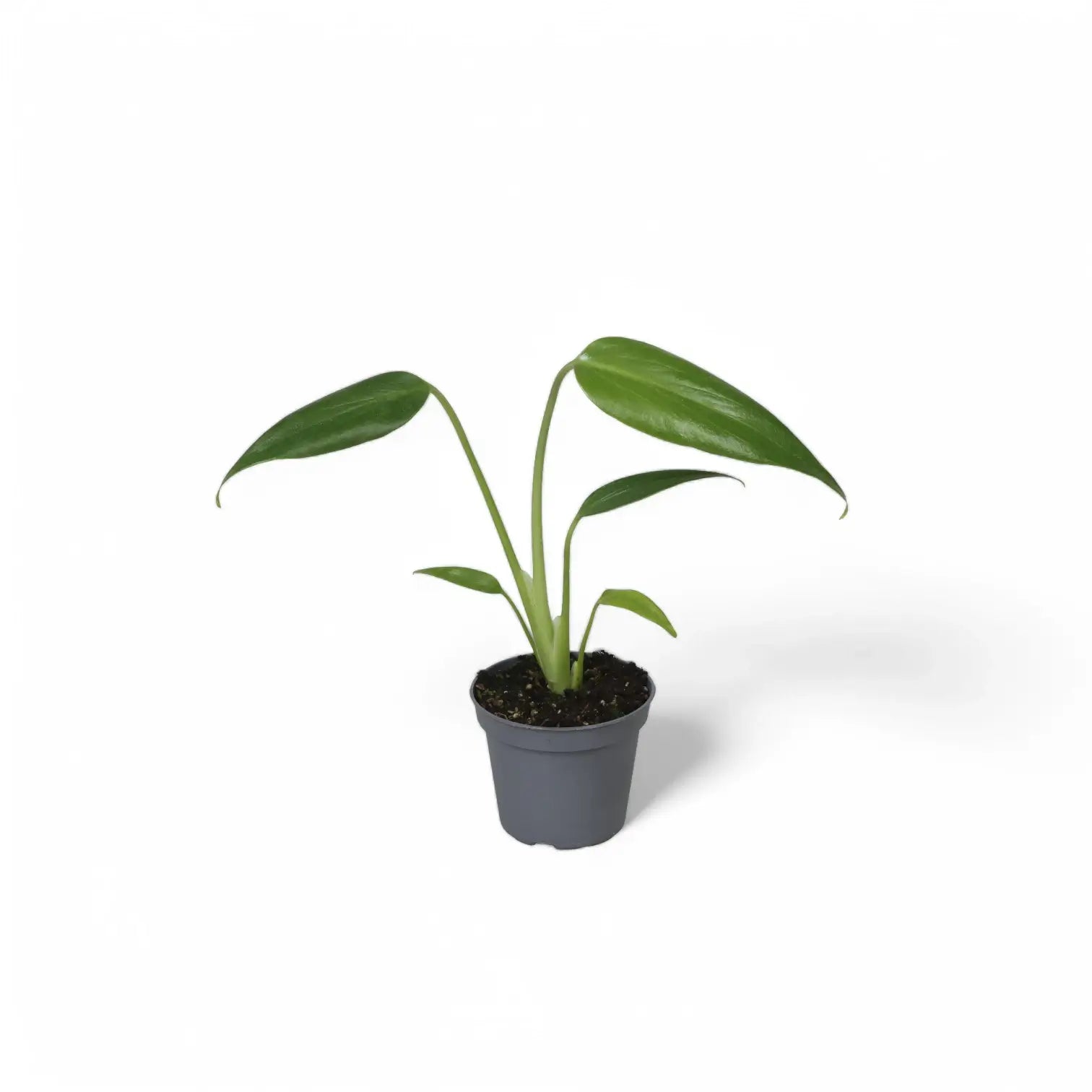 plant set: Monstera Kindergarten potted plant in nursery pot on white background.