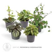 plant set: Peperomia Kindergarten leaf detail on white background.