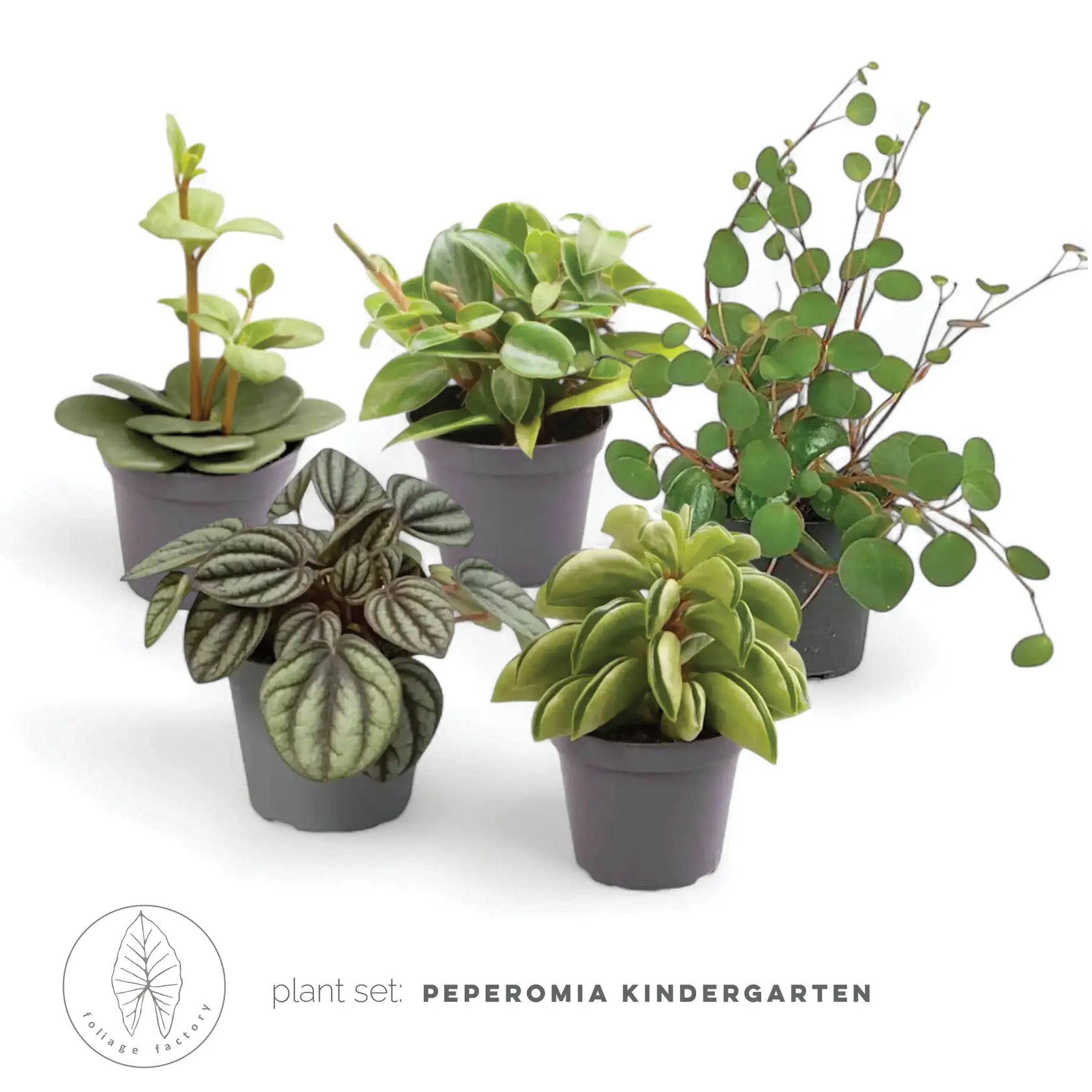 Pflanzenset : Peperomia Kindergarten – Blattdetail vor weißem Hintergrund..