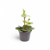 plant set: Peperomia Kindergarten potted plant in nursery pot on white background.