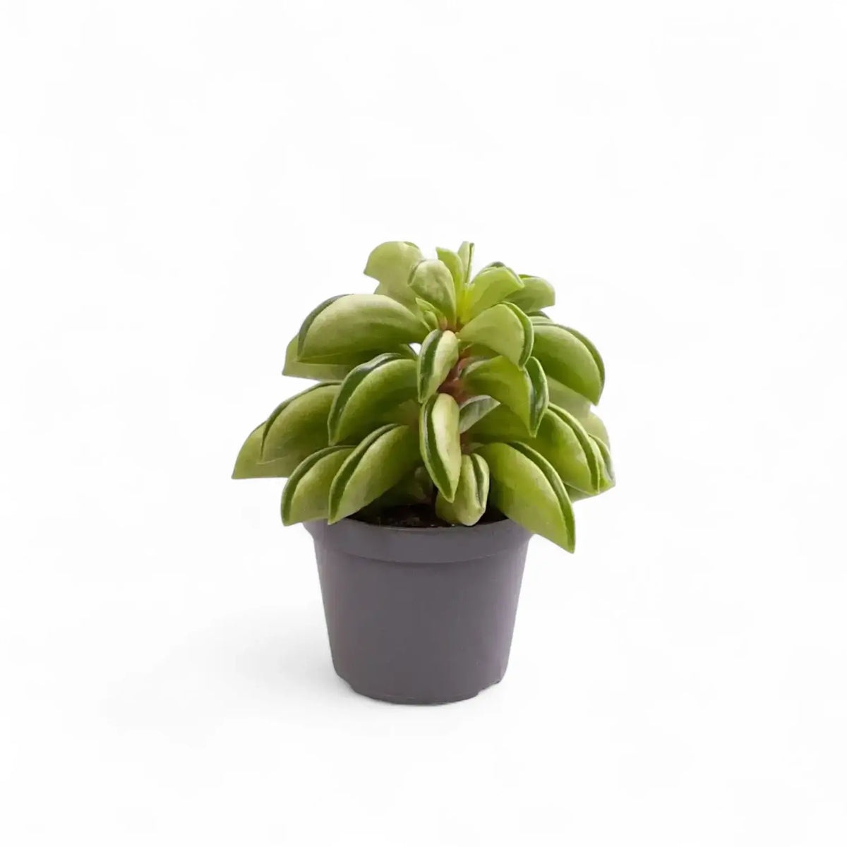 plant set: Peperomia Kindergarten potted plant in nursery pot on white background.