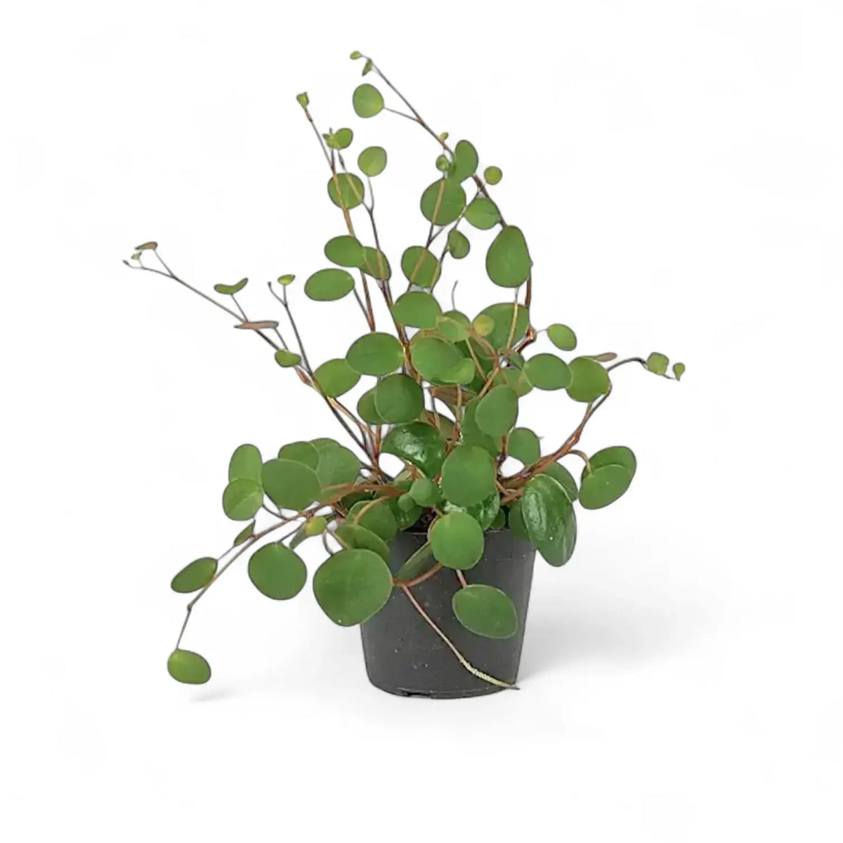 plant set: Peperomia Kindergarten potted plant in nursery pot on white background.