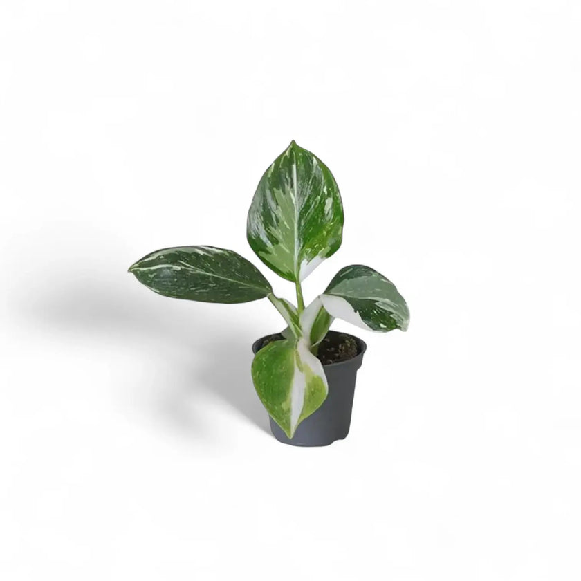 plant set: Philo Kindergarten on white background.