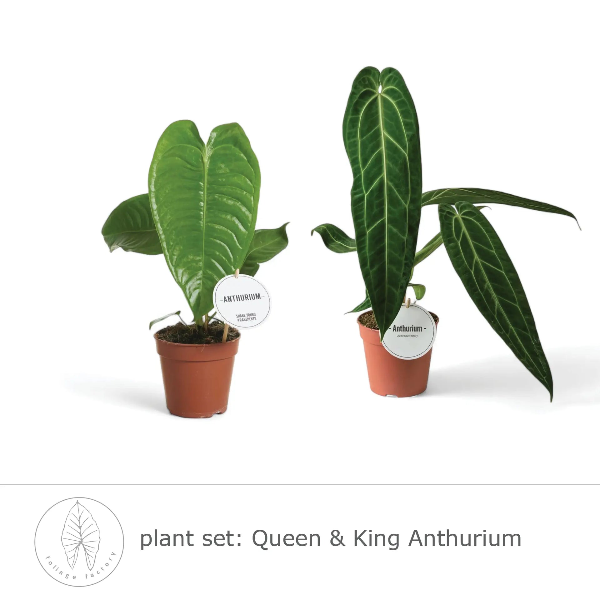 plant-set-queen-and-king-