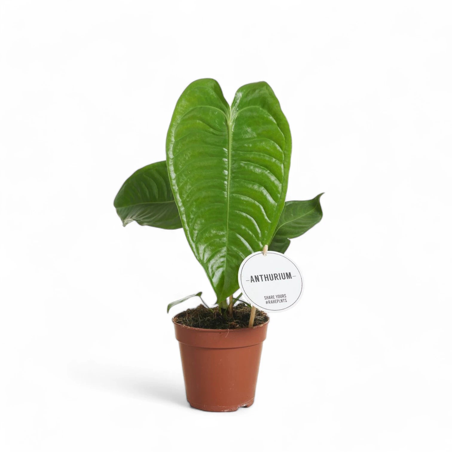 Pflanzenset : Queen & King Anthurium Zimmerpflanze im Anzuchttopf vor weißem Hintergrund, Produktfoto 3.