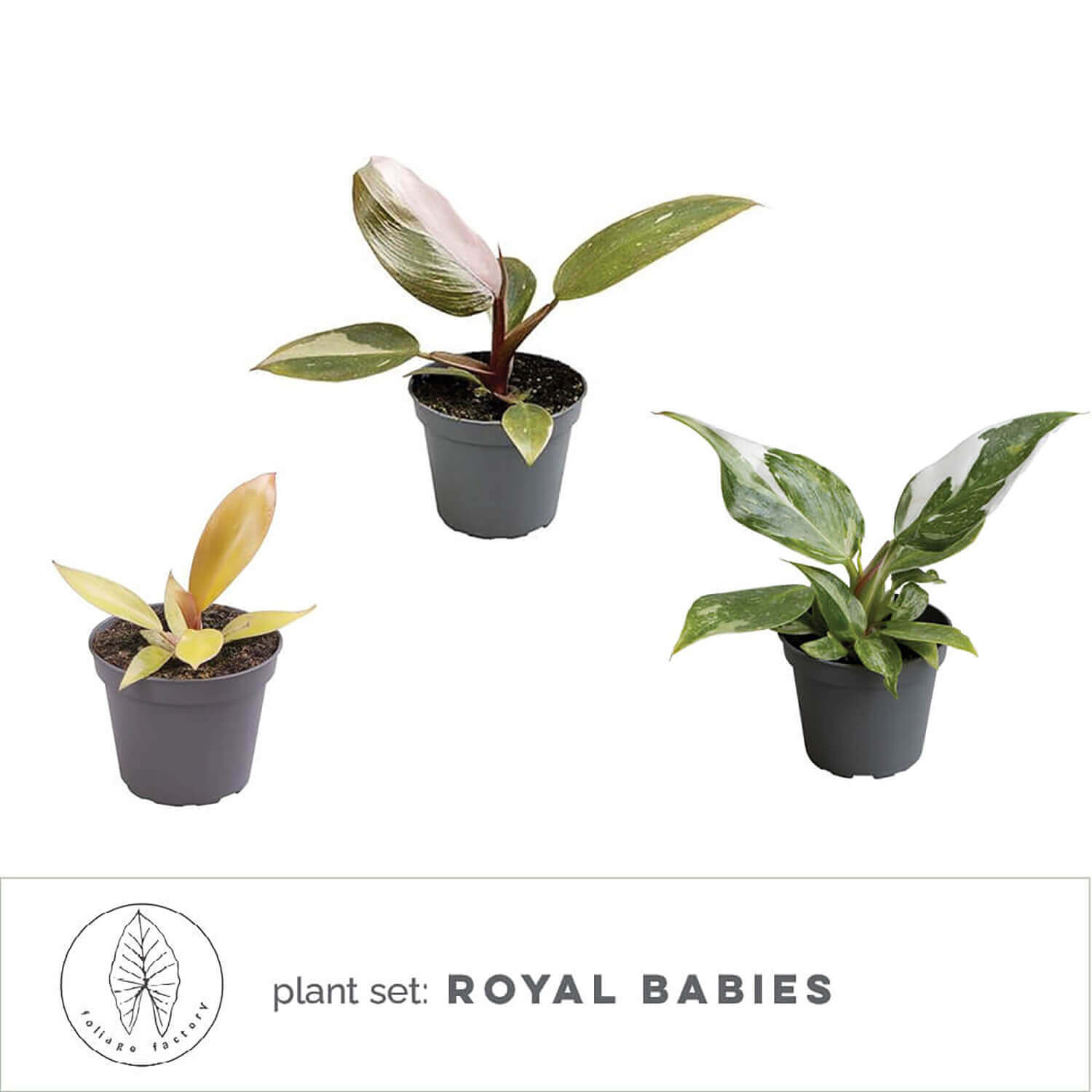 Pflanzenset : Royal Babies Hauptproduktfoto vor weißem Hintergrund.