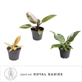 Pflanzenset : Royal Babies Hauptproduktfoto vor weißem Hintergrund.