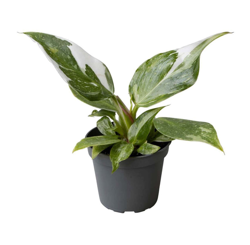 plant set: Royal Babies on white background.