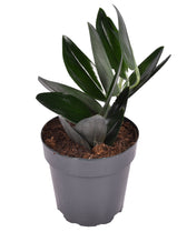 plant set: Scindapsus collection on white background.