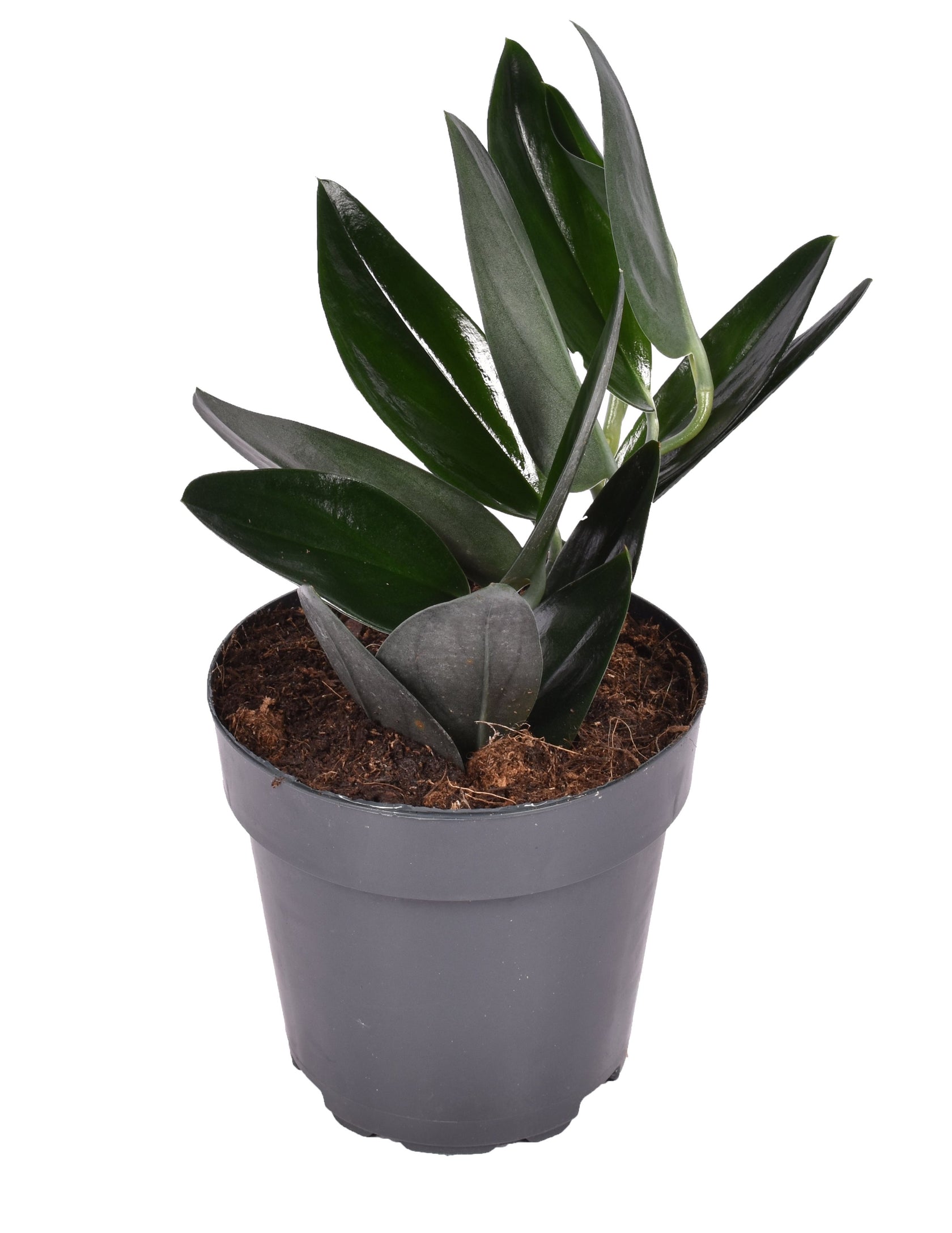 plant set: Scindapsus collection on white background.