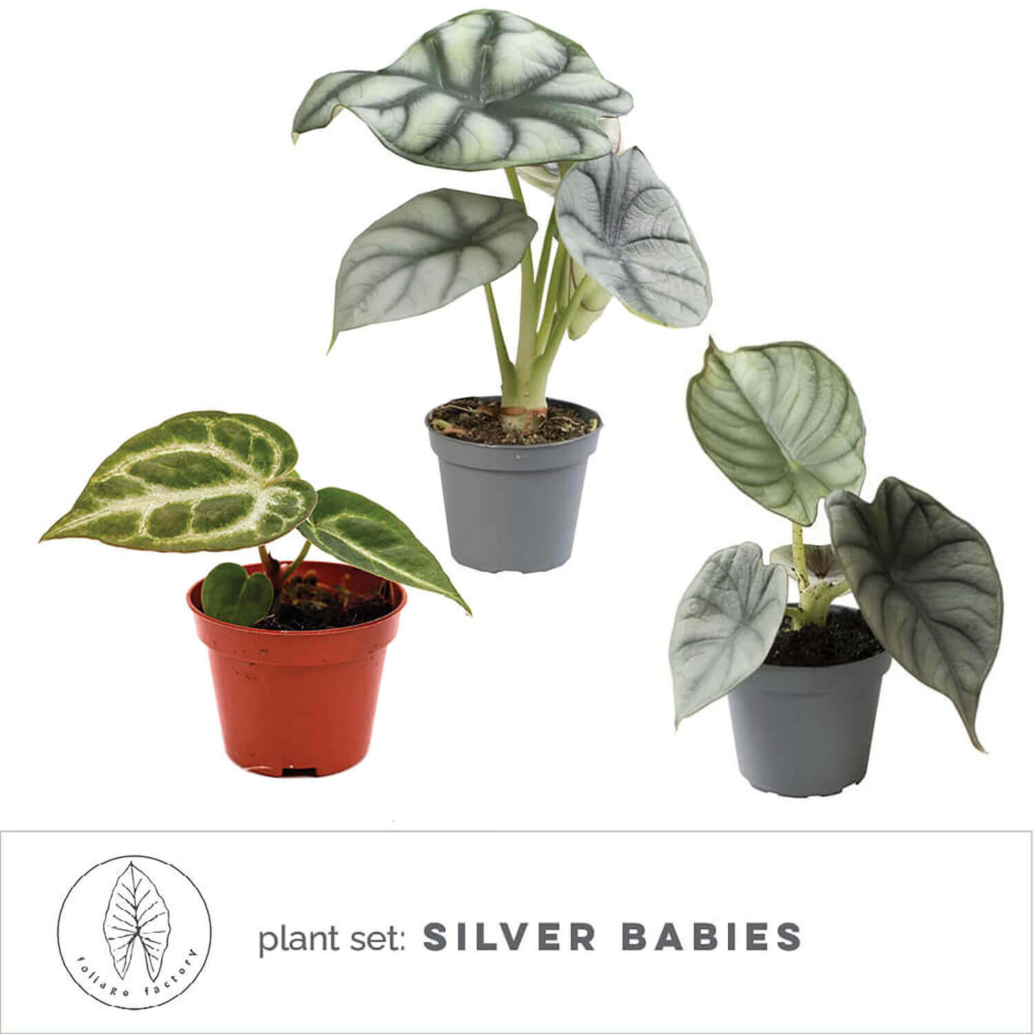 Pflanzenset : Silver babies Hauptproduktfoto vor weißem Hintergrund.