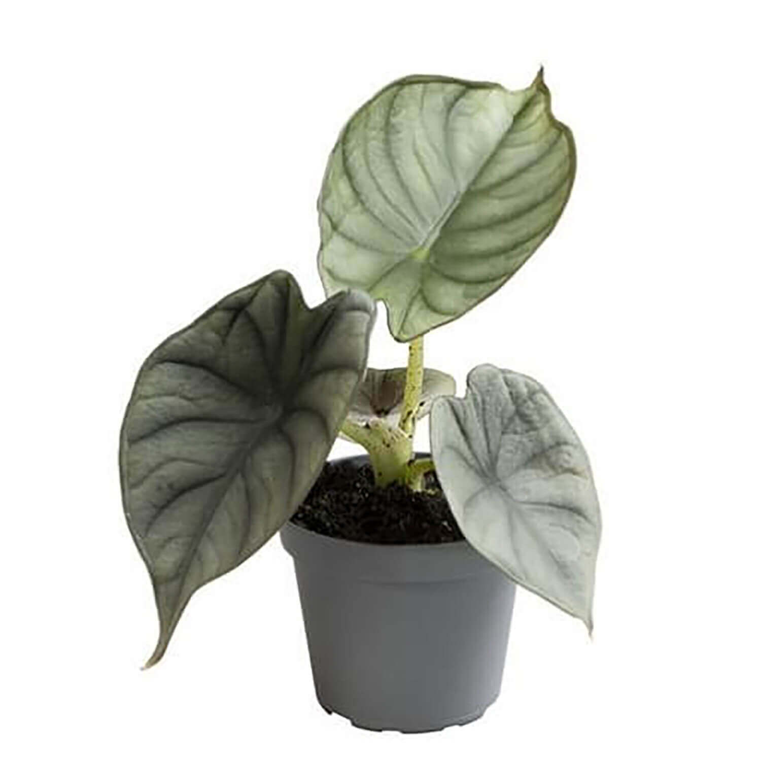 plant set: Silver babies on white background.