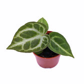 plant set: Silver babies on white background.
