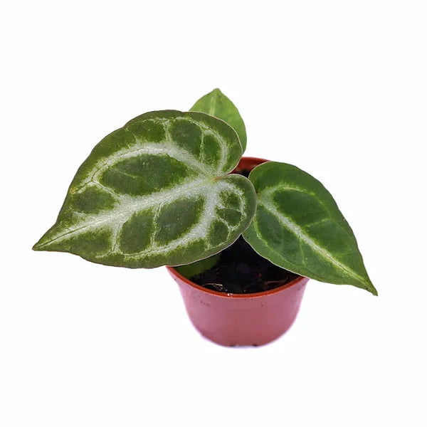 plant set: Silver babies on white background.