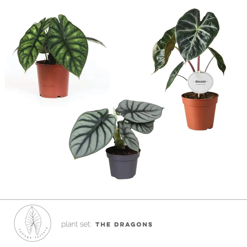 plant set: The Dragon Alocasias close-up of leaf on white background.