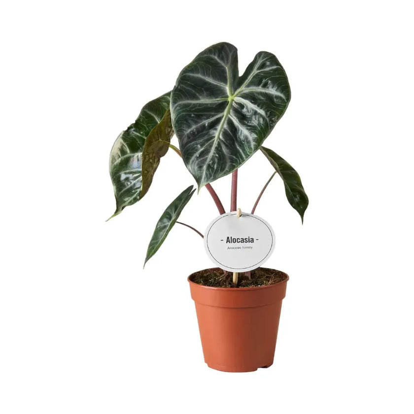 plant set: The Dragon Alocasias potted plant in nursery pot on white background.