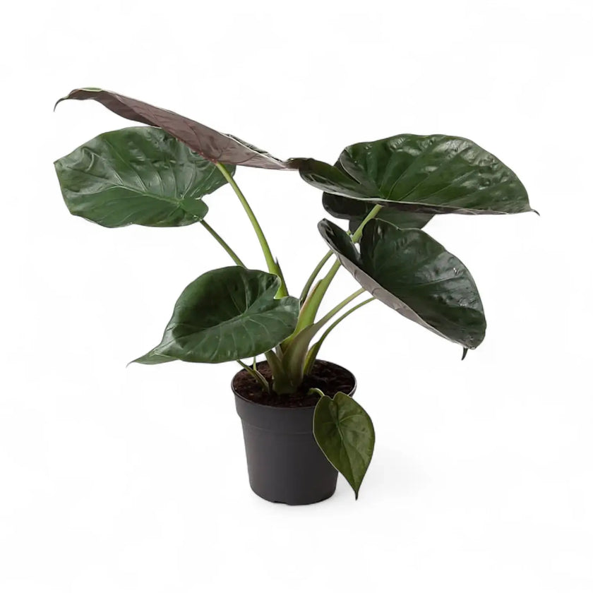 plant Set: The Dramatic Alocasia Trio potted plant in nursery pot on white background.