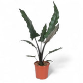 Pflanzenset : The Dramatic Alocasia Trio Zimmerpflanze im Anzuchttopf vor weißem Hintergrund, Produktfoto 3.