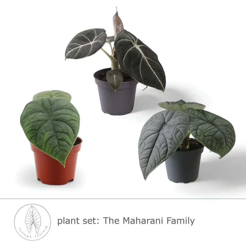 plant set: The Maharani Family close-up of leaf on white background.