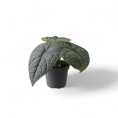 plant set: The Maharani Family potted plant in nursery pot on white background.