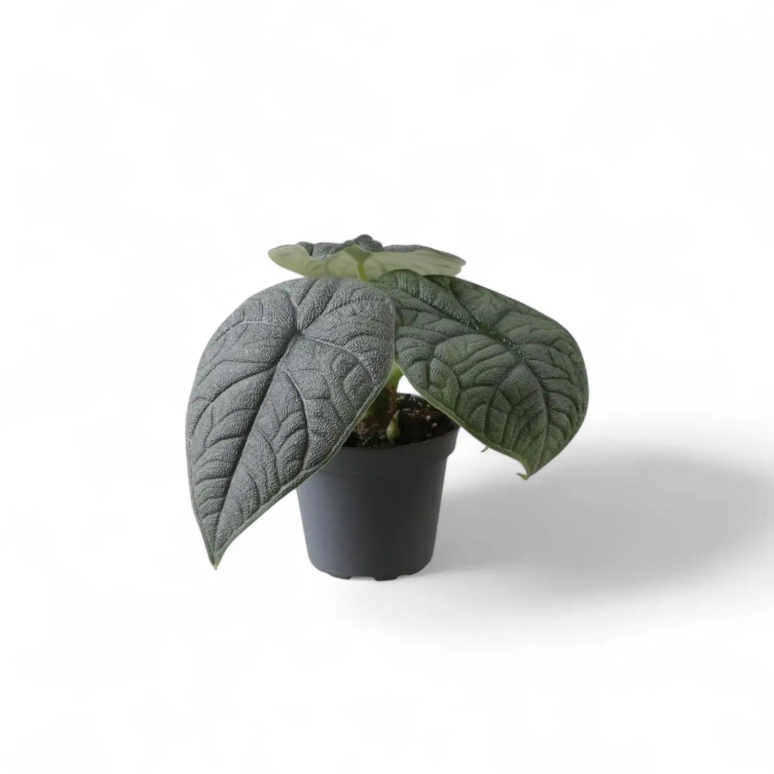 plant set: The Maharani Family potted plant in nursery pot on white background.