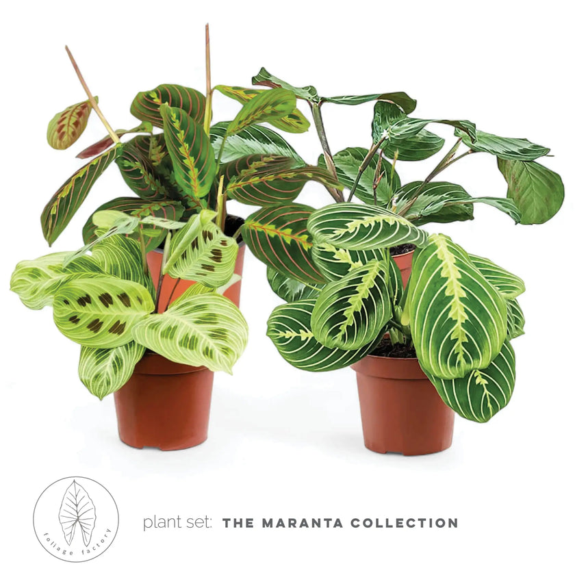 Plant Set: The Maranta Collection leaf detail on white background.