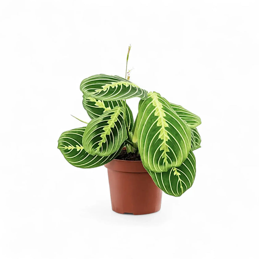 Plant Set: The Maranta Collection potted plant in nursery pot on white background.