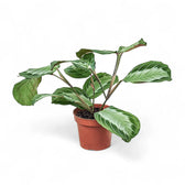 Plant Set: The Maranta Collection potted plant in nursery pot on white background.