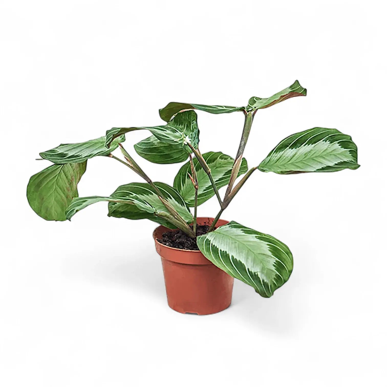Plant Set: The Maranta Collection potted plant in nursery pot on white background.